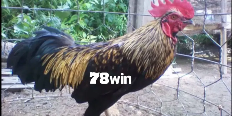 Gà Chuối - Review Chi Tiết Về Dòng Kê Chiến Ấn Tượng 4 Chuối xám đem lại tỷ lệ thắng lớn cho sư kê